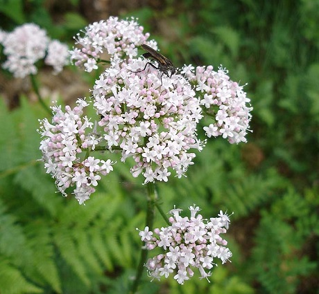 Common Valerian Plants (Valeriana officinalis)